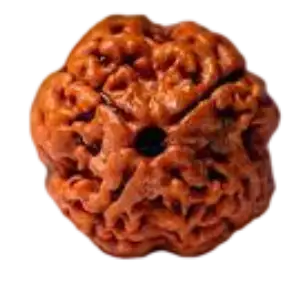 Rudraksha – فواید و خواص دانه-