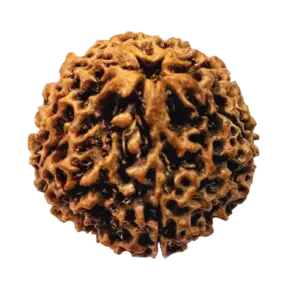 Rudraksha – فواید و خواص دانه رودراکشا