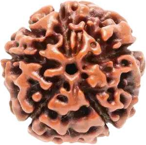 Rudraksha – فواید و خواص دانه